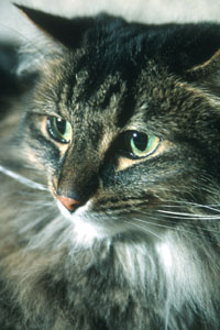cat1.jpg