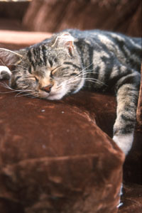 cat3.jpg