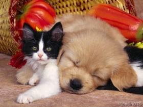 catdog.jpg