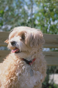 dog3.jpg