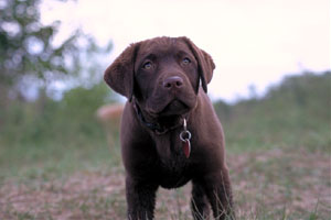 dog5.jpg